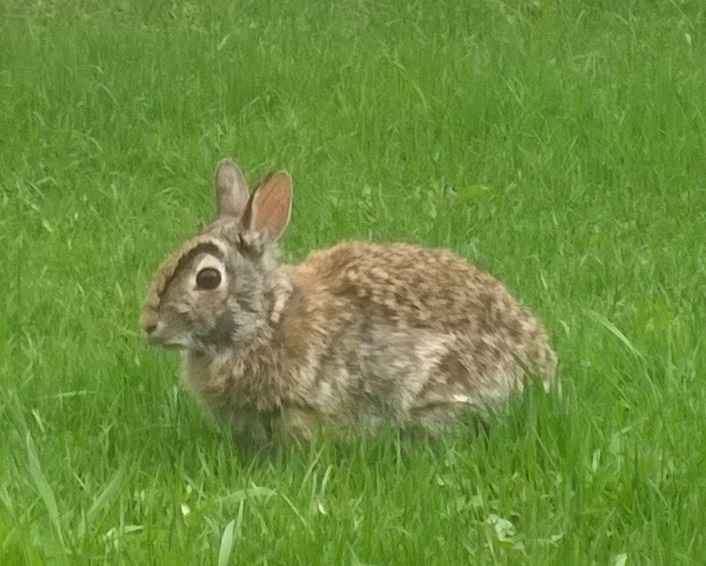 канадский заяц Canadian rabbit bunny