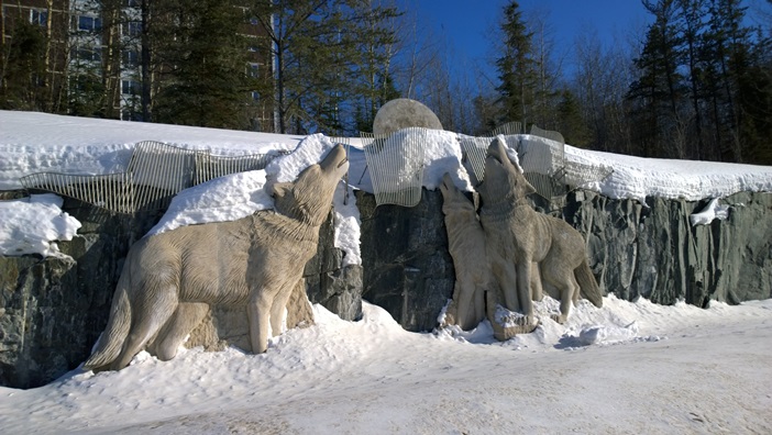 Волки Томпсон Манитоба Канада. Wolves Thompson Manitoba Canada