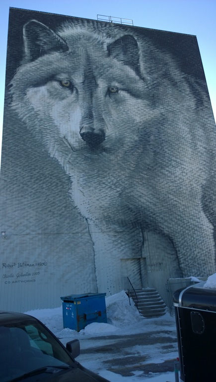 Волк Томпсон Манитоба Канада. Wolf Thompson Manitoba Canada