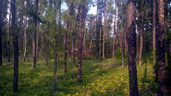 Грибной лес рядом с городом Виннипег Манитоба Канада