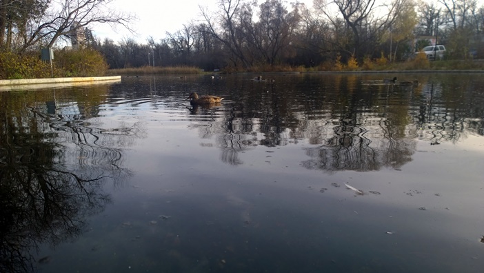 Виннипег Ассинибойн парк утиный пруд Winnipeg Assiniboine Park duck pound
