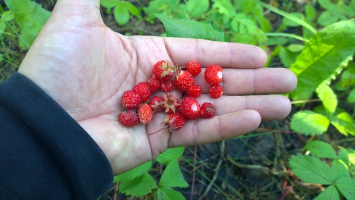 Земляника в Канаде Манитобе рядом с Виннипегом Fragaria Wild strawberries Manitoba Canada