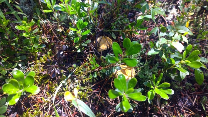 Грибы лисички в Канаде Манитобе рядом с Виннипегом mushroom Cаantharellus cibarius, chanterelle girolleа Manitoba Canada