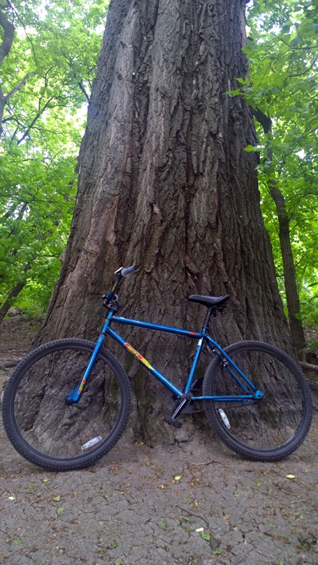 Виннипег огромные деревья Winnipeg old trees. Велосипед GT 650 BMX bike