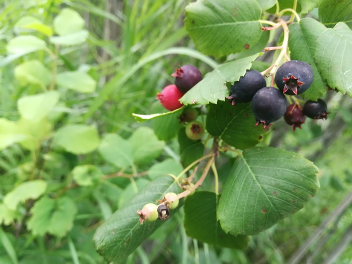 Saskatoon berry ягода Саскатун Ирга