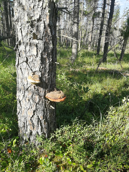 Волшебные грибы в Канаде